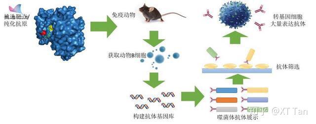 抗体药物的发展历程创新-生物制药的未来BOB半岛平台(图1)