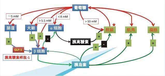 张江研发上海生产华领医药全球首创糖尿病新药多格列艾汀片获批上市(图1)