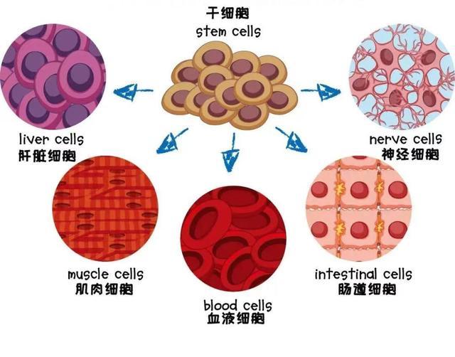 吉林敖东：公司拥有多款抗病毒提高免疫力清热解毒的药品主要有注射用核糖核酸II免疫调节药(图1)