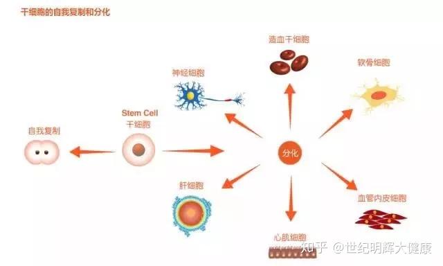 春分｜这味春天宜用的护肝养肝药中国人食用已8000年你可能也常吃(图1)