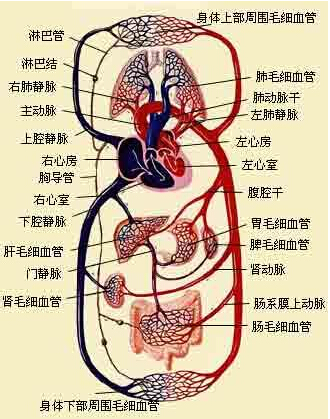 哪种降糖药对肝肾的损害最小？(图1)