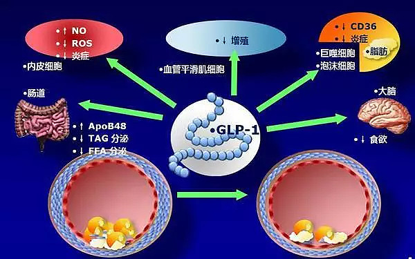 有望源头缓解糖尿病张江“全球首创”新药获批上市(图1)