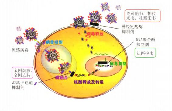 拓新药业：2024年第一季度较上年同期业绩大幅下降主要系部分抗病毒类BOB半岛·体育官方平台原料药销售大量减少所致(图1)