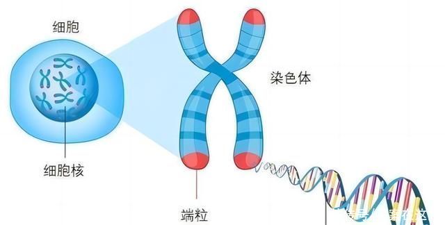 帮宠物和稀有动物“重生”「希曼基因」把克隆技术从实验室推向商用(图1)