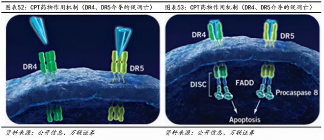 半岛·体育中国官方网站平台登陆I类新药获上市许可这家武汉生物制药公司2天市值上涨超13亿(图2)