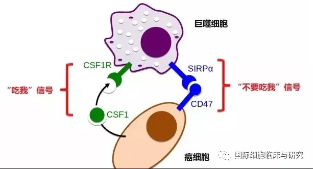 中国抗体药物的研发历史(图1)